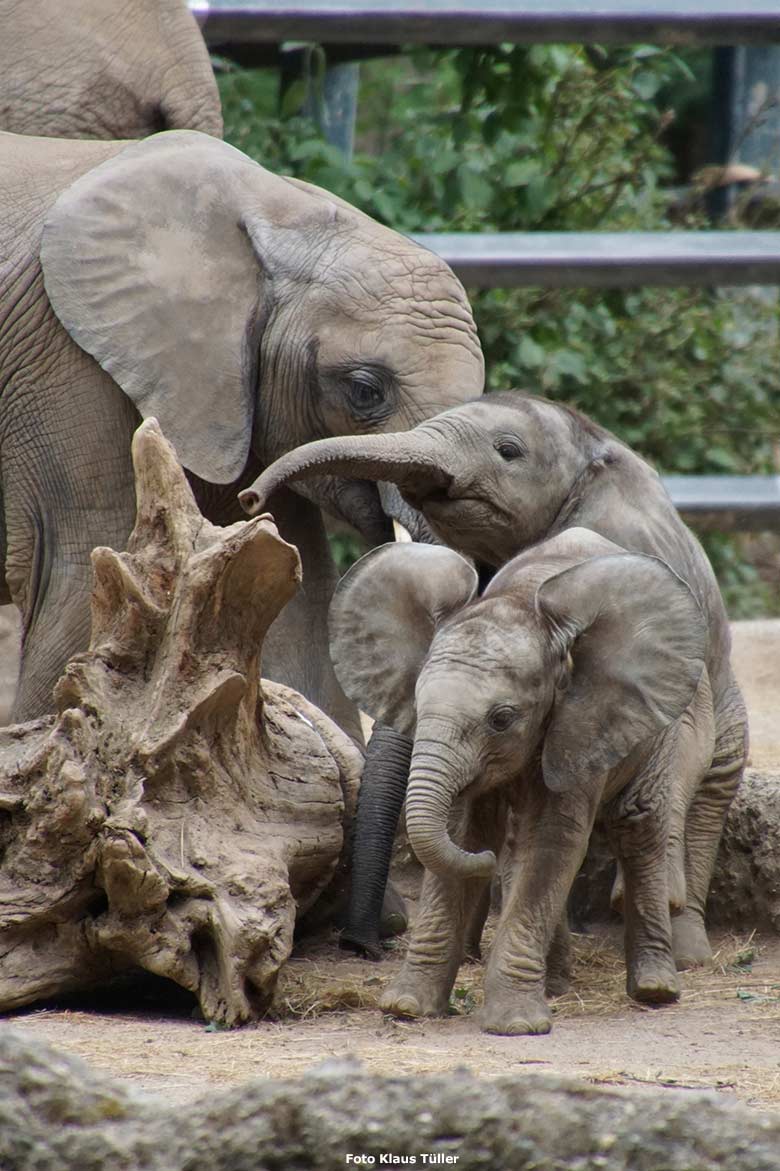 Elefanten-Jungtiere am 29. Juni 2020 auf der Außenanlage am Elefanten-Haus im Wuppertaler Zoo (Foto Klaus Tüller)