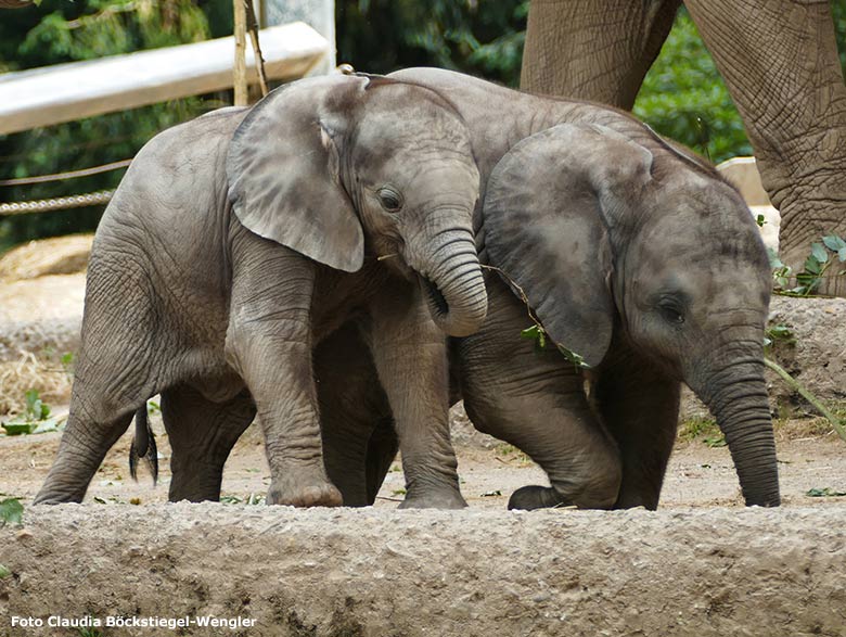 Elefanten-Jungtiere am 30. Juni 2020 auf der Außenanlage am Elefanten-Haus im Grünen Zoo Wuppertal (Foto Claudia Böckstiegel-Wengler)