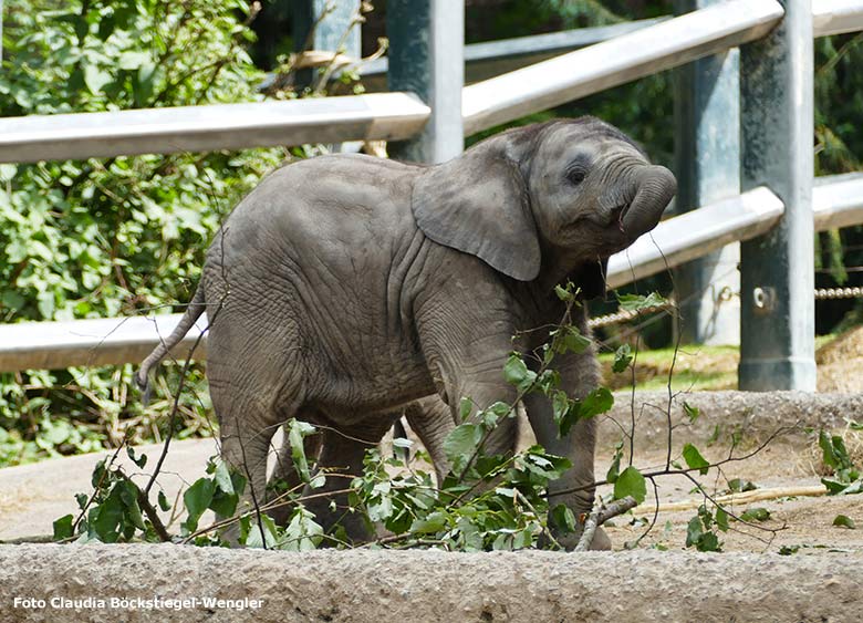 Elefanten-Jungtier am 30. Juni 2020 auf der Außenanlage am Elefanten-Haus im Wuppertaler Zoo (Foto Claudia Böckstiegel-Wengler)