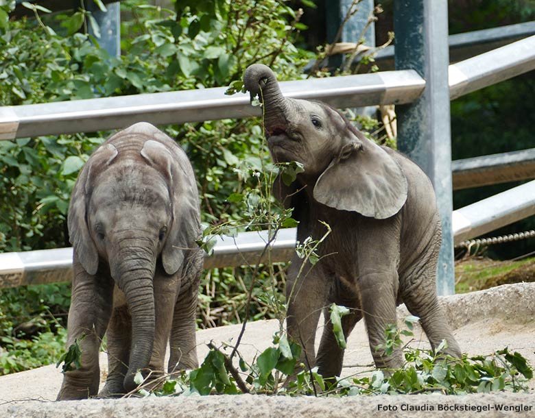 Elefanten-Jungtiere am 30. Juni 2020 auf der Außenanlage am Elefanten-Haus im Grünen Zoo Wuppertal (Foto Claudia Böckstiegel-Wengler)