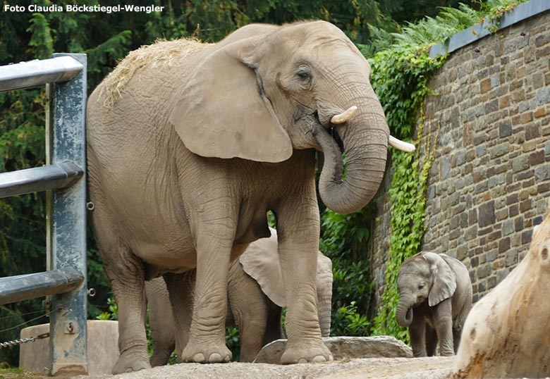 Elefanten-Kuh SABIE und Jungtier am 30. Juni 2020 auf der Außenanlage am Elefanten-Haus im Zoologischen Garten Wuppertal (Foto Claudia Böckstiegel-Wengler)