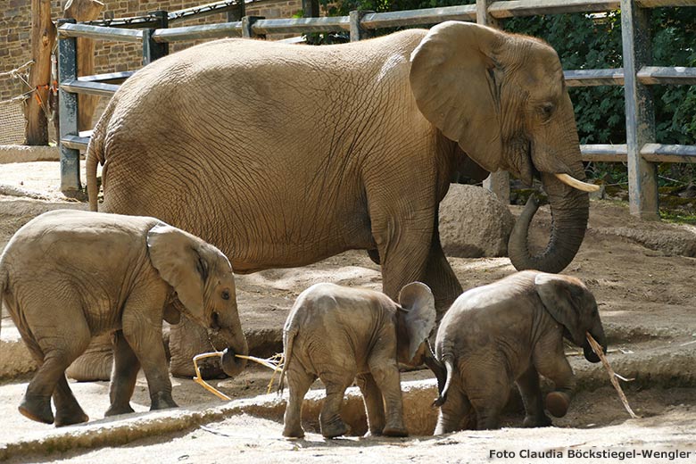 Elefanten-Kuh mit Jungtieren am 30. Juni 2020 auf der Außenanlage am Elefanten-Haus im Zoo Wuppertal (Foto Claudia Böckstiegel-Wengler)