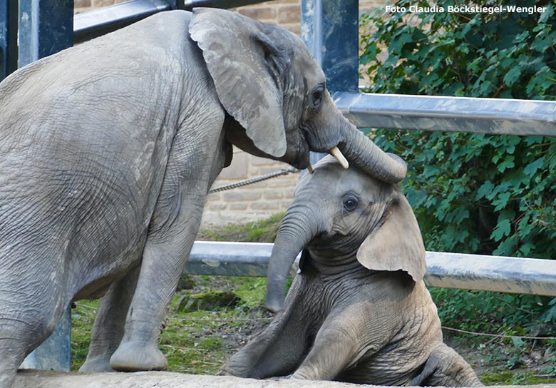 Afrikanische Elefanten am 13. Juli 2020 auf der Außenanlage am Elefanten-Haus im Grünen Zoo Wuppertal (Foto Claudia Böckstiegel-Wengler)