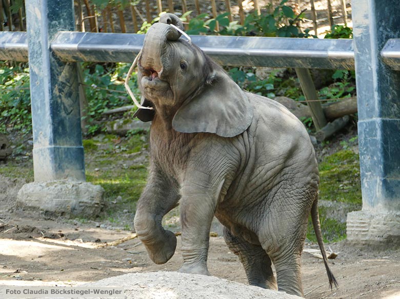 Afrikanischer Elefant am 13. Juli 2020 auf der Außenanlage am Elefanten-Haus im Zoologischen Garten Wuppertal (Foto Claudia Böckstiegel-Wengler)