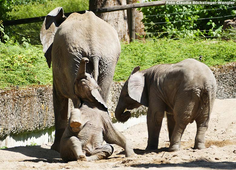 Afrikanische Elefanten am 13. Juli 2020 auf der Außenanlage am Elefanten-Haus im Zoologischen Garten der Stadt Wuppertal (Foto Claudia Böckstiegel-Wengler)