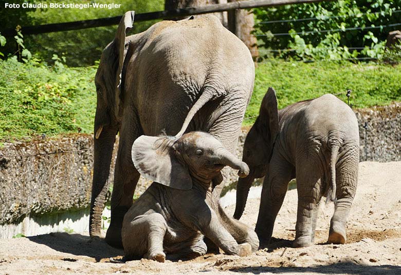 Afrikanische Elefanten am 13. Juli 2020 auf der Außenanlage am Elefanten-Haus im Zoo Wuppertal (Foto Claudia Böckstiegel-Wengler)