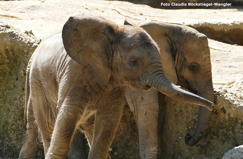 Afrikanische Elefanten am 13. Juli 2020 auf der Außenanlage am Elefanten-Haus im Wuppertaler Zoo (Foto Claudia Böckstiegel-Wengler)