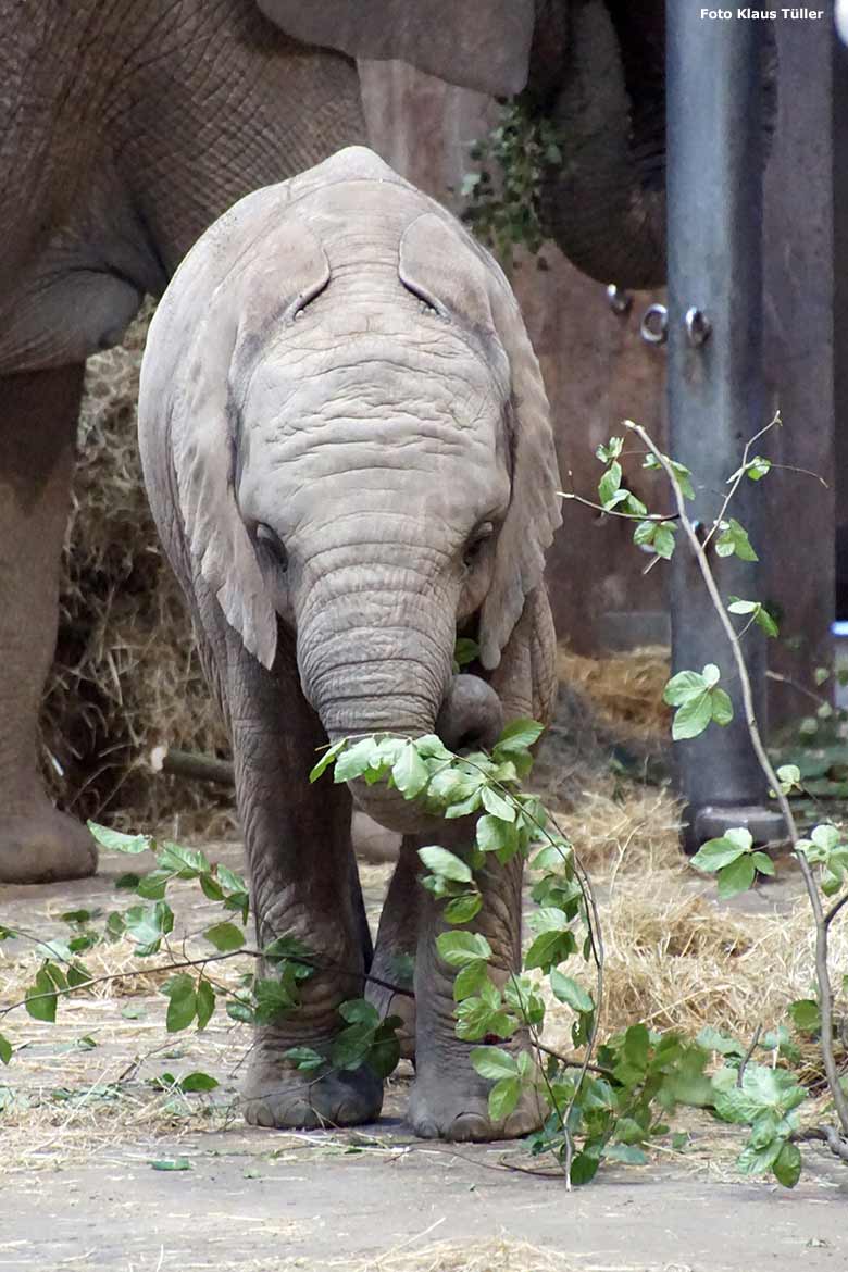 Afrikanische Elefanten am 13. Juli 2020 im Elefanten-Haus im Zoo Wuppertal (Foto Klaus Tüller)