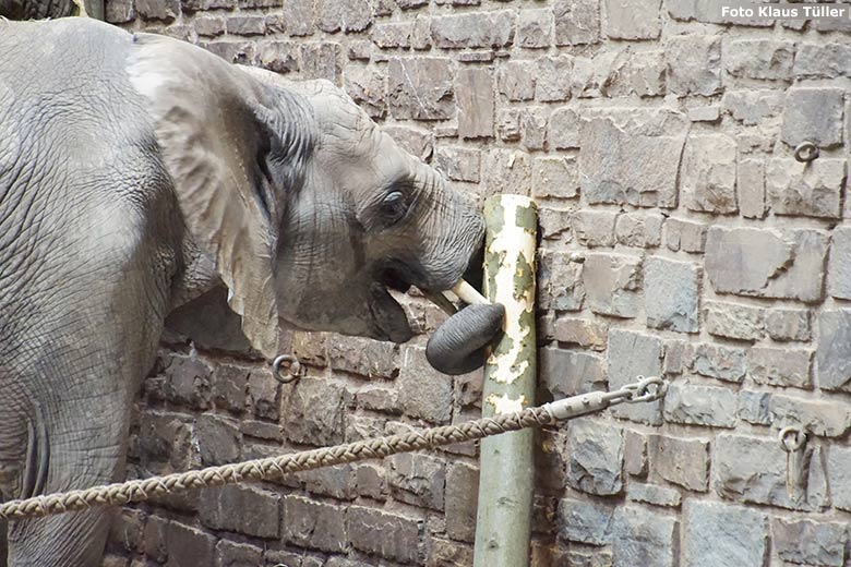 Afrikanische Elefanten-Kuh am 13. Juli 2020 im Elefanten-Haus im Zoo Wuppertal (Foto Klaus Tüller)