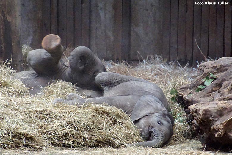 Afrikanische Elefanten am 13. Juli 2020 im Elefanten-Haus im Grünen Zoo Wuppertal (Foto Klaus Tüller)