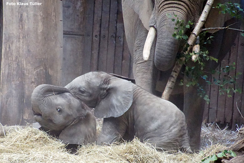 Afrikanische Elefanten am 13. Juli 2020 im Elefanten-Haus im Zoologischen Garten Wuppertal (Foto Klaus Tüller)