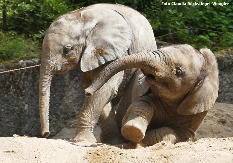 Afrikanische Elefanten-Jungtiere am 3. August 2020 auf der Außenanlage am Elefanten-Haus im Zoologischen Garten Wuppertal (Foto Claudia Böckstiegel-Wengler)