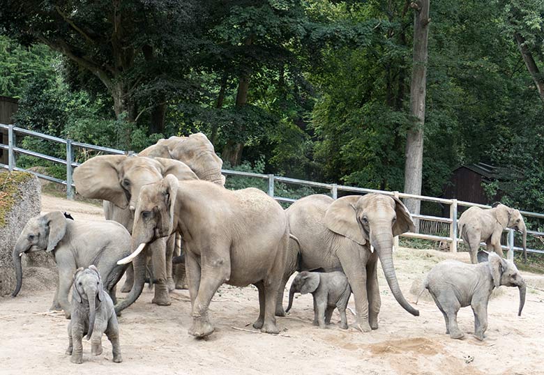 Wuppertaler Elefanten-Herde am 4. August 2020 auf der großen Außenanlage am Elefanten-Haus im Zoologischen Garten der Stadt Wuppertal