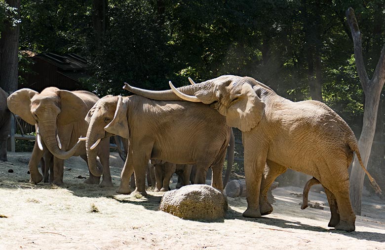 Liebes-Vorspiel bei den Afrikanischen Elefanten im Wuppertaler Zoo