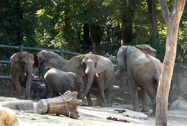 Herden-Leitkuh SABIE stellte sich zwischen TOOTH und den bedrängten Jung-Bullen JOGI