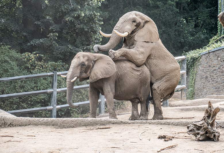 Paarungs-Versuch der Afrikanischen Elefanten SABIE und TOOTH am 13. August 2020 auf der Außenanlage am Elefanten-Haus im Zoologischen Garten Wuppertal