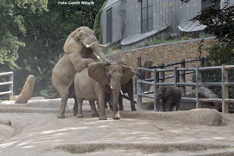 Paarungs-Versuch der Afrikanischen Elefanten TOOTH und SABIE am 14. August 2020 auf der Außenanlage am Elefanten-Haus im Grünen Zoo Wuppertal (Foto Gerrit Nitsch)