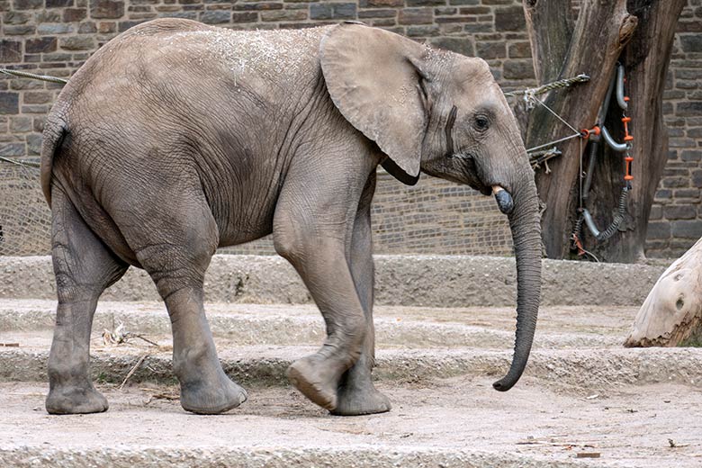 Afrikanischer Elefanten-Jungbulle JOGI am 1. September 2020 allein auf der Außenanlage am Elefanten-Haus im Wuppertaler Zoo