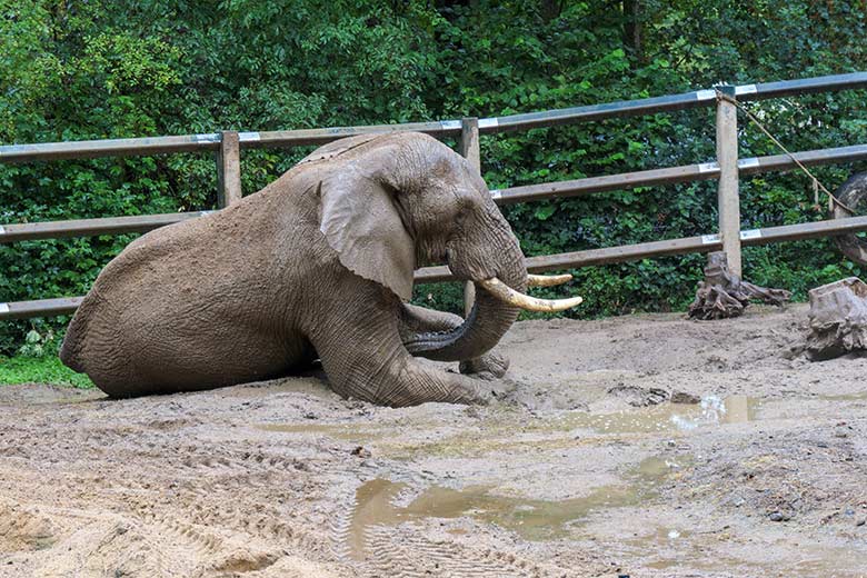 Afrikanischer Elefanten-Bulle TOOTH am 4. September 2020 auf der Bullen-Außenanlage am Elefanten-Haus im Grünen Zoo Wuppertal