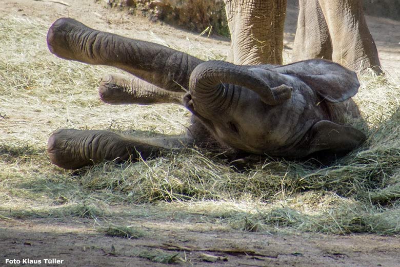 Afrikanisches Elefanten-Jungtier am 6. September 2020 auf der Außenanlage im Wuppertaler Zoo (Foto Klaus Tüller)