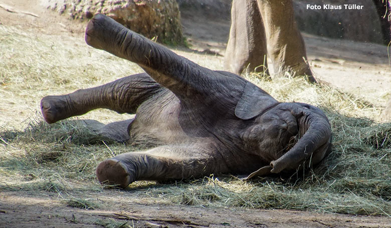 Afrikanisches Elefanten-Jungtier am 6. September 2020 auf der Außenanlage im Grünen Zoo Wuppertal (Foto Klaus Tüller)