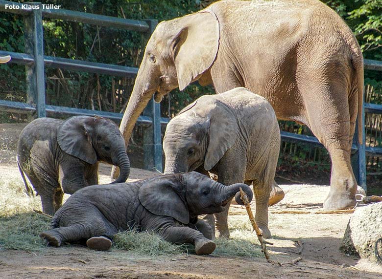 Afrikanische Elefanten-Jungtiere am 6. September 2020 auf der Außenanlage im Zoologischen Garten Wuppertal (Foto Klaus Tüller)