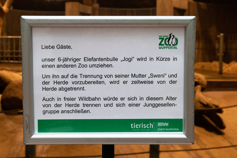 Information am 3. Oktober 2020 im Elefanten-Haus im Grünen Zoo Wuppertal zum bevorstehenden Umzug des Afrikanischen Elefanten-Jungbullen JOGI