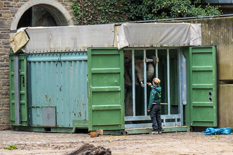 Afrikanischer Elefanten-Jungbulle JOGI am 11. Oktober 2020 beim Kisten-Training im Transport-Container auf der Bullen-Außenanlage am Elefanten-Haus im Wuppertaler Zoo