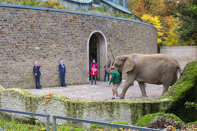 Afrikanische Elefanten-Kuh SABIE vor den Präsidentschafts-Kandidaten Biden und Trump am 27. Oktober 2020 am Elefanten-Haus im Zoologischen Garten Wuppertal