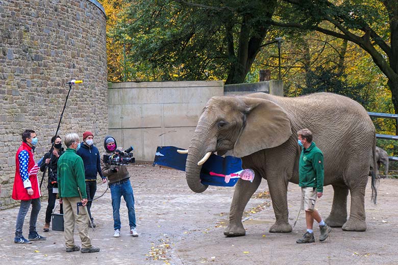 Elefanten-Kuh SABIE mit dem Präsidentschafts-Kandidaten Trump am 27. Oktober 2020 am Elefanten-Haus im Grünen Zoo Wuppertal
