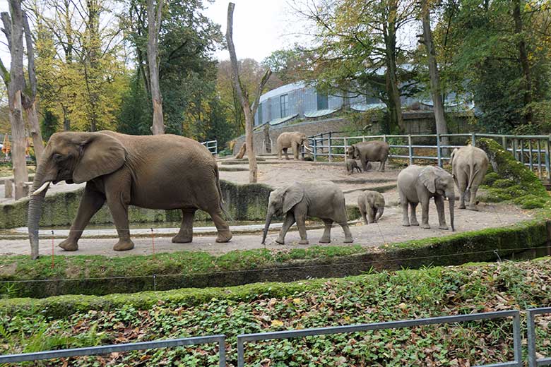 Afrikanischer Elefanten-Bulle TOOTH (ganz hinten) mit der Elefanten-Herde am 29. Oktober 2020 auf der großen Außenanlage am Elefanten-Haus im Grünen Zoo Wuppertal