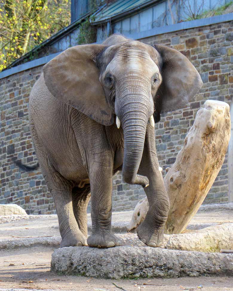 Tragende Afrikanische Elefanten-Kuh TIKA am 9. April 2021 auf der Außenanlage am Elefanten-Haus im Grünen Zoo Wuppertal