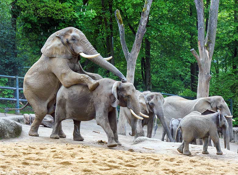 Paarungs-Versuch des Afrikanischen Elefanten-Bullen TOOTH mit der Elefanten-Kuh SWENI am 15. Mai 2021 auf der Außenanlage am Elefanten-Haus im Grünen Zoo Wuppertal