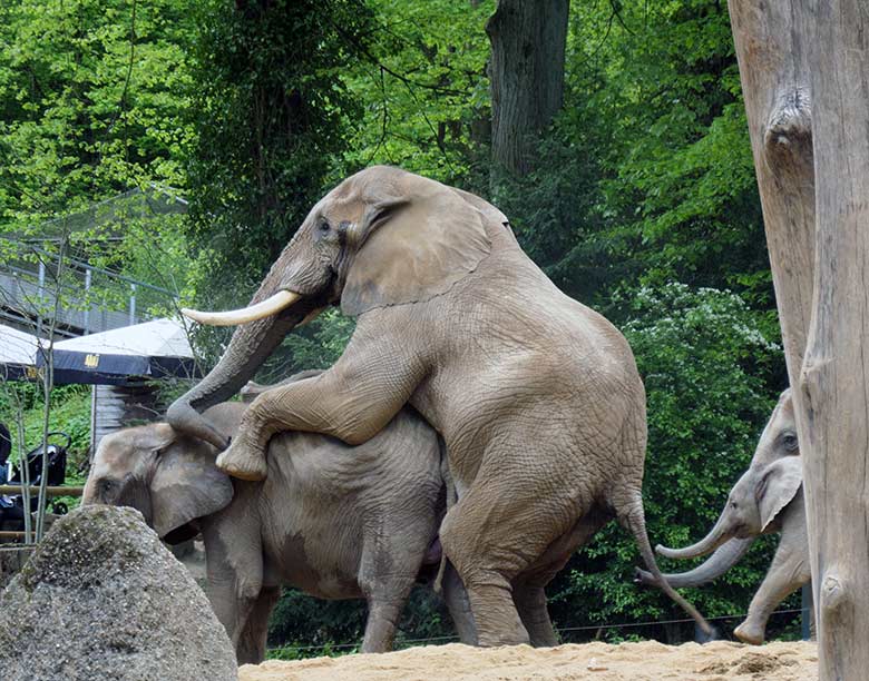 Paarungs-Versuch des Afrikanischen Elefanten-Bullen TOOTH mit der Elefanten-Kuh SWENI am 15. Mai 2021 auf der Außenanlage am Elefanten-Haus im Wuppertaler Zoo