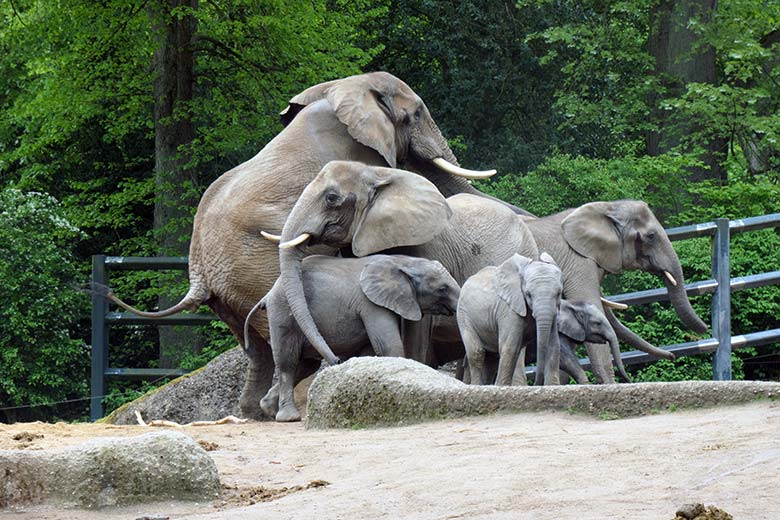 Paarungs-Versuch des Afrikanischen Elefanten-Bullen TOOTH mit der Elefanten-Kuh SWENI am 15. Mai 2021 auf der Außenanlage am Elefanten-Haus im Grünen Zoo Wuppertal