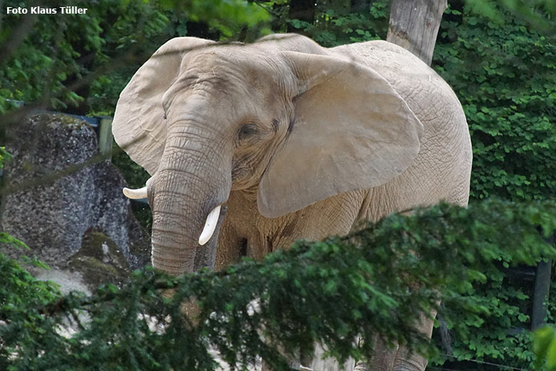 Afrikanische Elefanten-Kuh SABIE am 10. Juni 2021 auf der Außenanlage am Elefanten-Haus im Grünen Zoo Wuppertal (Foto Klaus Tüller)