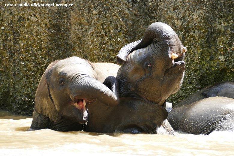 Badende junge Afrikanische Elefanten am 18. Juni 2021 im Wasserbecken der Außenanlage im Wuppertaler Zoo