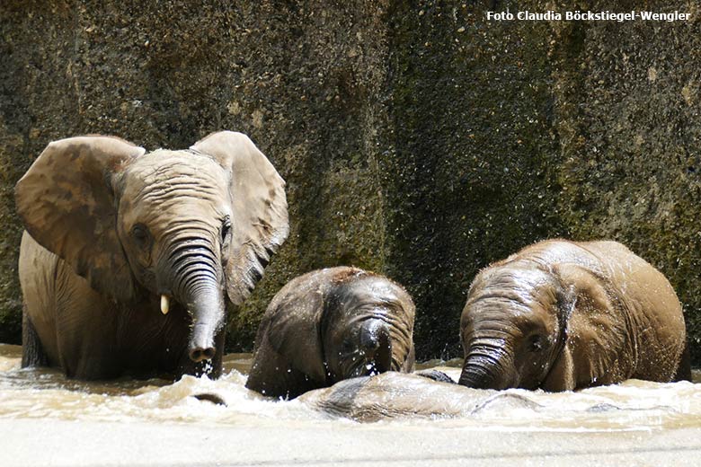 Badende junge Afrikanische Elefanten am 18. Juni 2021 im Wasserbecken der Außenanlage im Grünen Zoo Wuppertal