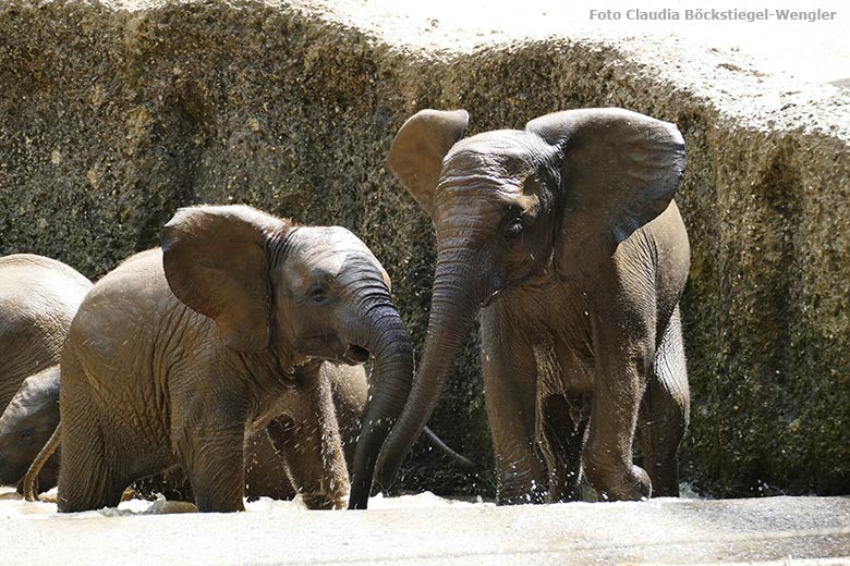 Badende junge Afrikanische Elefanten am 18. Juni 2021 im Wasserbecken der Außenanlage im Wuppertaler Zoo