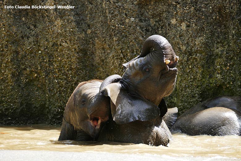 Badende junge Afrikanische Elefanten am 18. Juni 2021 im Wasserbecken der Außenanlage im Zoologischen Garten Wuppertal