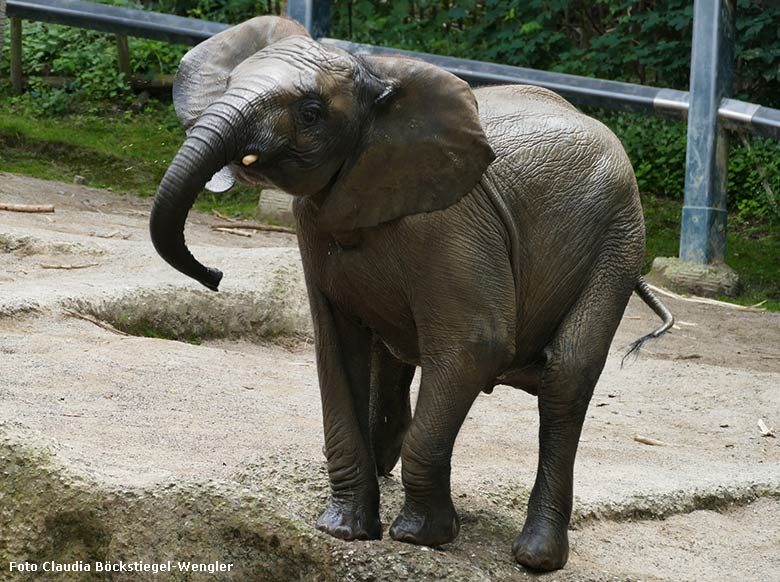 Afrikanisches Elefanten-Jungtier am 21. Juli 2021 auf der Außenanlage im Grünen Zoo Wuppertal (Foto Claudia Böckstiegel-Wengler)