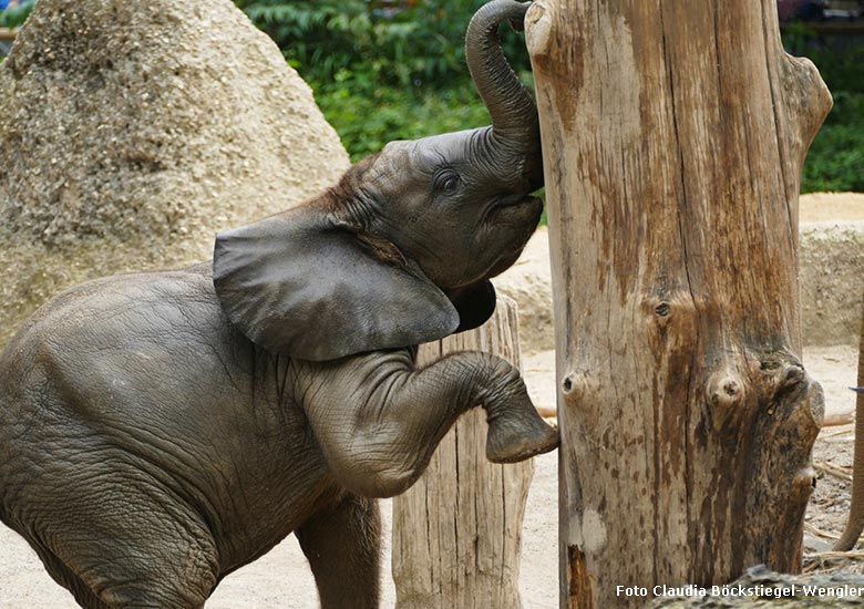 Afrikanisches Elefanten-Jungtier am 21. Juli 2021 auf der Außenanlage im Zoologischen Garten der Stadt Wuppertal (Foto Claudia Böckstiegel-Wengler)