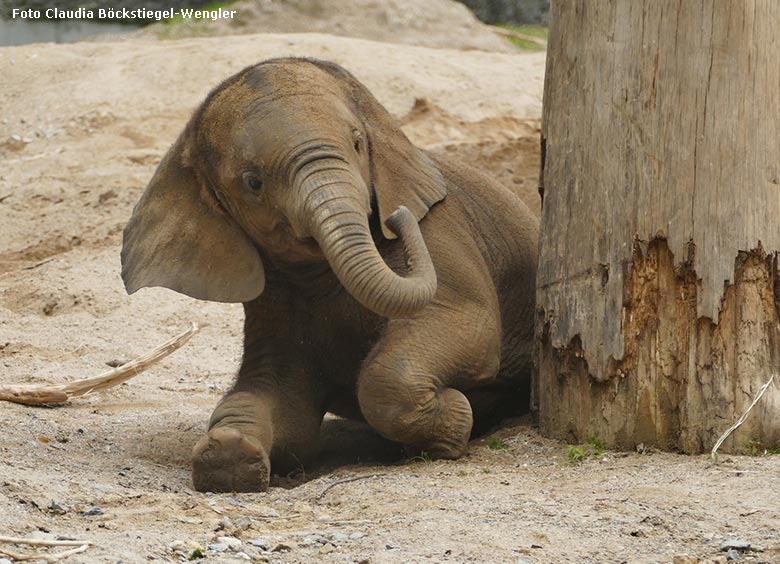 Afrikanisches Elefanten-Jungtier am 21. Juli 2021 auf der Außenanlage im Wuppertaler Zoo (Foto Claudia Böckstiegel-Wengler)