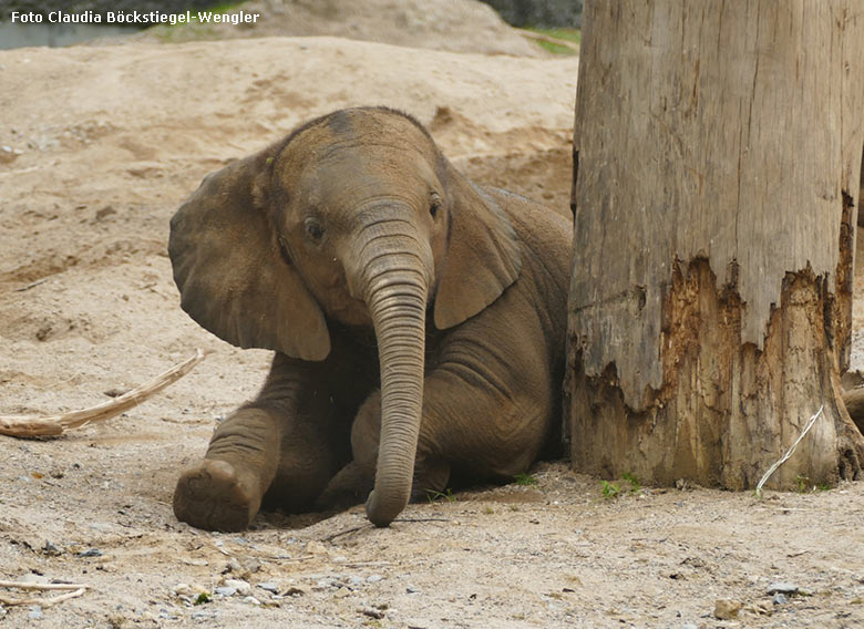 Afrikanisches Elefanten-Jungtier am 21. Juli 2021 auf der Außenanlage im Grünen Zoo Wuppertal (Foto Claudia Böckstiegel-Wengler)