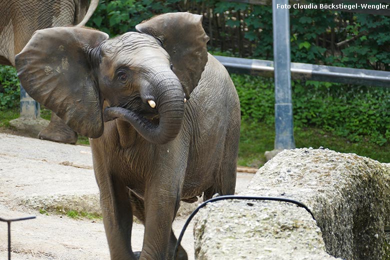 Afrikanisches Elefanten-Jungtier am 21. Juli 2021 auf der Außenanlage im Wuppertaler Zoo (Foto Claudia Böckstiegel-Wengler)