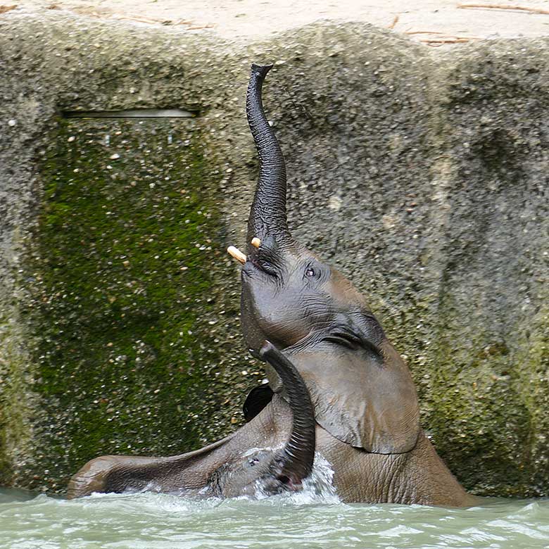 Badende Elefanten-Jungtiere am 26. Juli 2021 auf der Außenanlage am Elefanten-Haus im Grünen Zoo Wuppertal