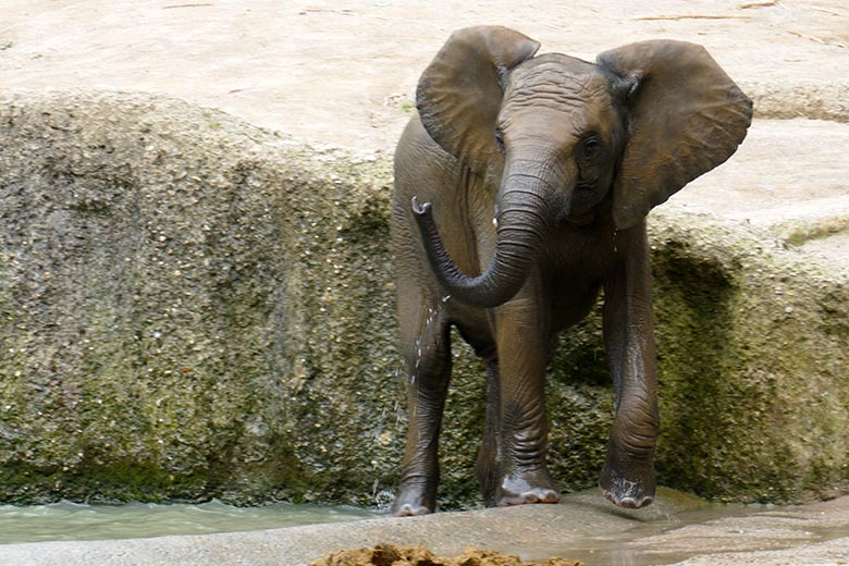 Afrikanisches Elefanten-Jungtier am 26. Juli 2021 auf der Außenanlage am Elefanten-Haus im Wuppertaler Zoo