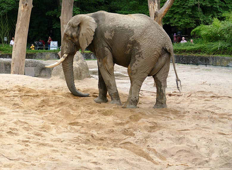Afrikanischer Elefanten-Bulle TOOTH am 26. Juli 2021 auf der Außenanlage im Grünen Zoo Wuppertal