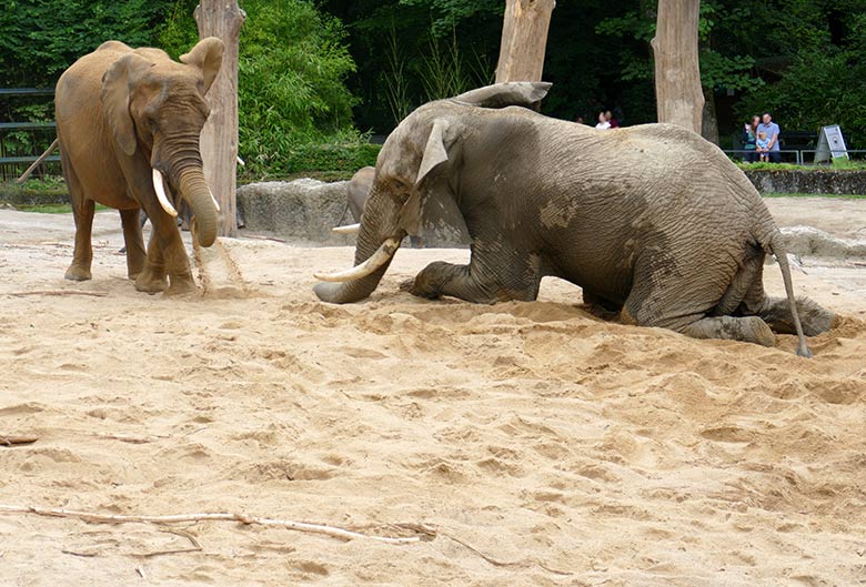 Afrikanischer Elefanten-Bulle TOOTH vor der Elefanten-Kuh SWENI am 26. Juli 2021 auf der Außenanlage im Wuppertaler Zoo