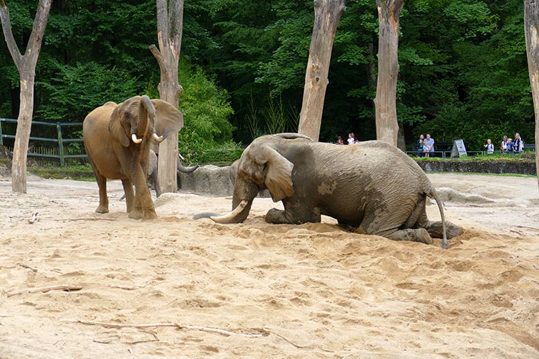 Afrikanischer Elefanten-Bulle TOOTH am 26. Juli 2021 auf der Außenanlage im Grünen Zoo Wuppertal